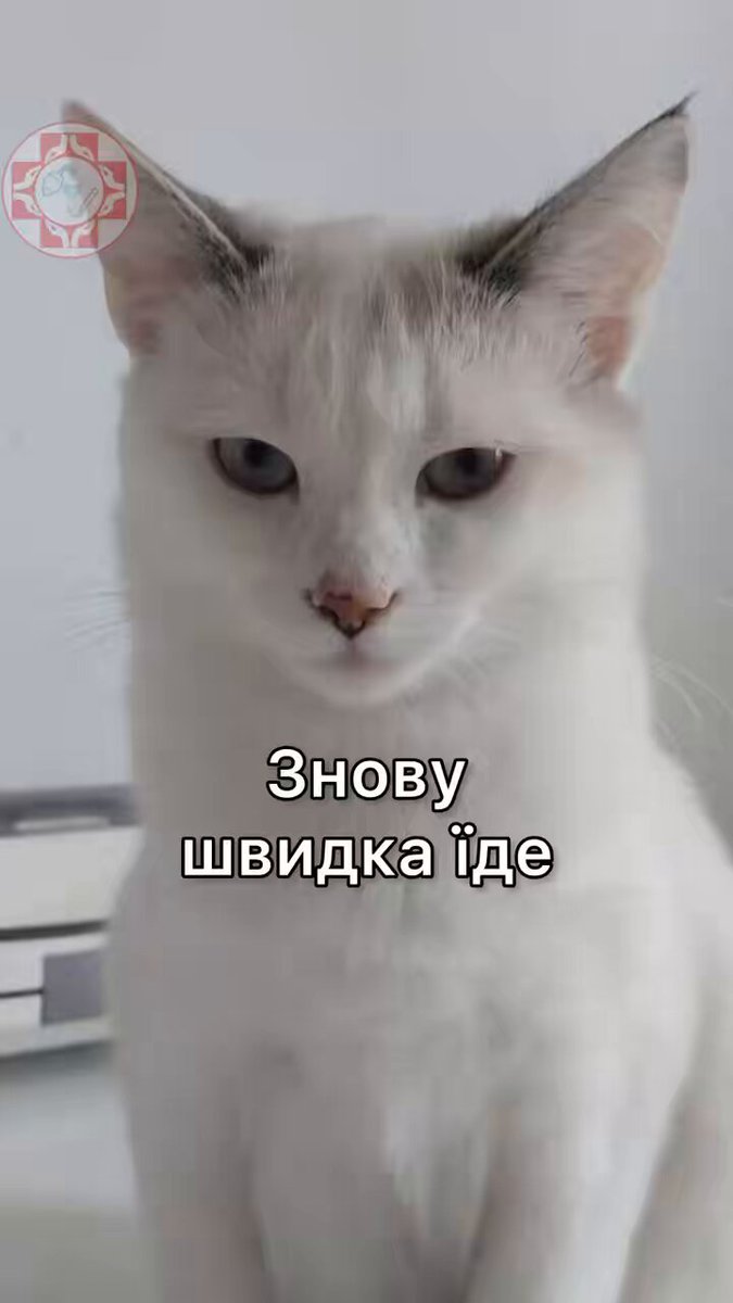 Будьте обережними на дорогах, котики, особливо в темну годину та погану погоду🛴 #anesthesiology #cat #fun #анестезіологічнікотики
