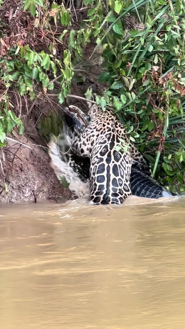 When the hunter becomes the hunted