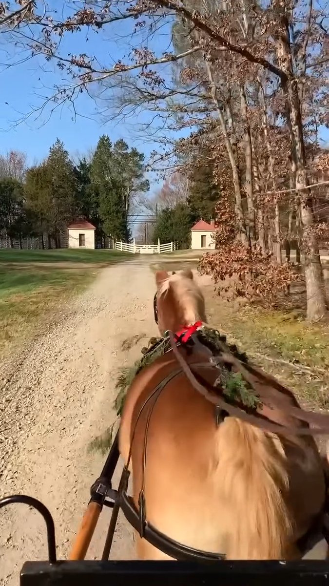 Enjoying a holiday carriage ride! 🔔 🌲
