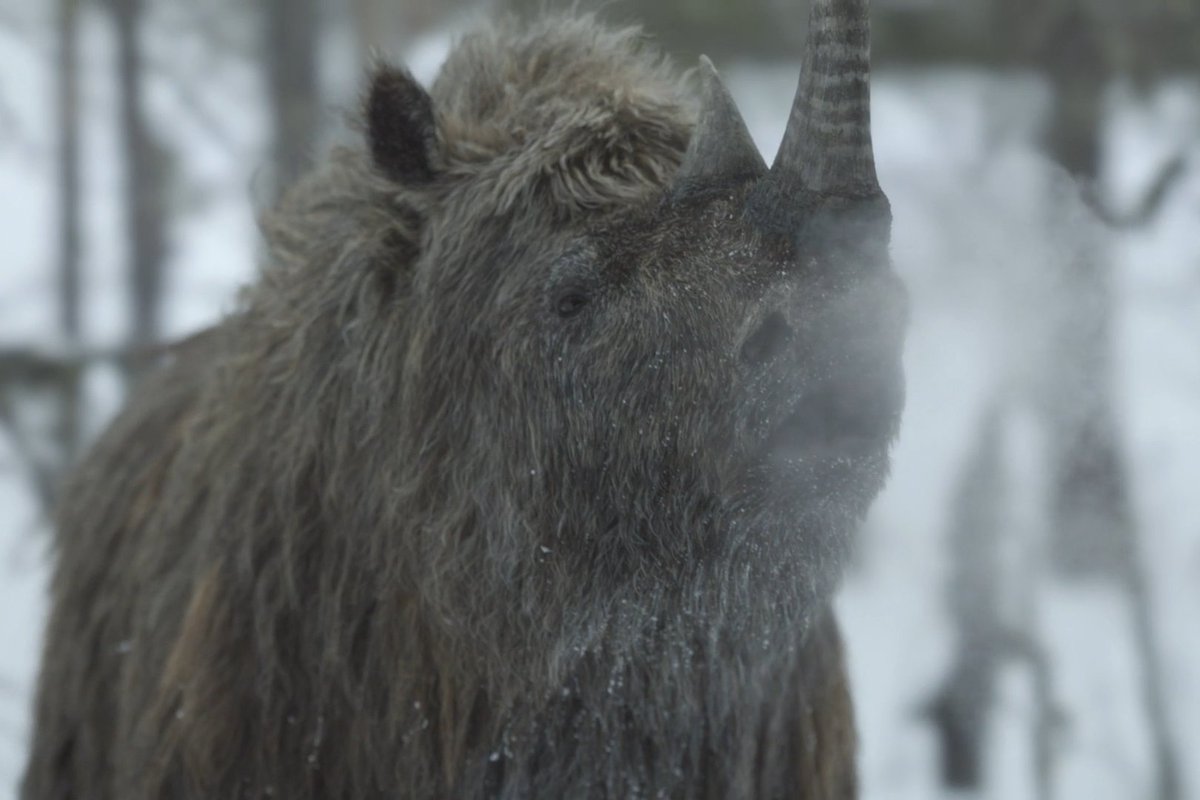 Even grandma can run 20 miles per hour. #PrehistoricPlanetIceAge — Now Streaming