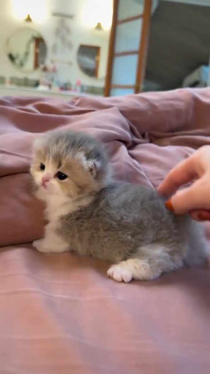 sweet little cat 😽🩷