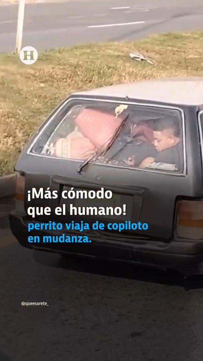 Una familia iba viajando con su perrito en lo que parece ser una mudanza, pero lo que llamó la atención es que uno de los integrantes iba en la cajuela apretado, mientas que el perrito iba en el asiento del copiloto muy cómodo, hasta con el cinturón puesto para su seguridad. 🚗🐶
