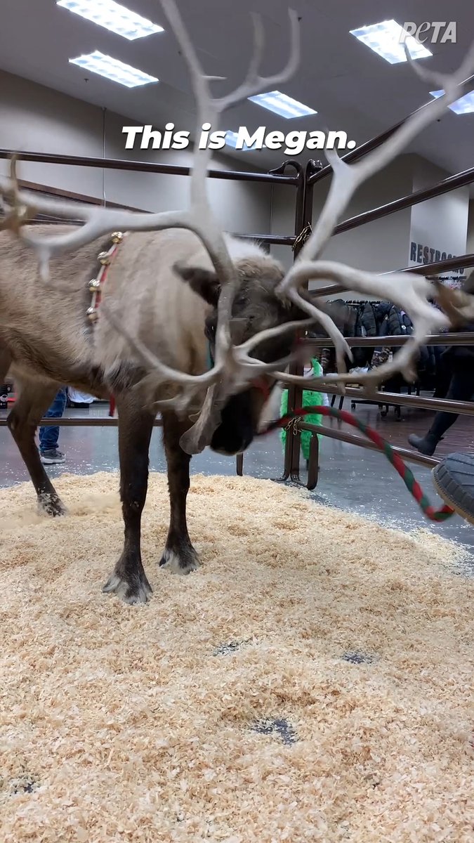 This isn’t what people mean when they talk about Christmas magic… Reindeer belong in the wild, not in overstimulating and unnatural environments for photo ops and entertainment!
