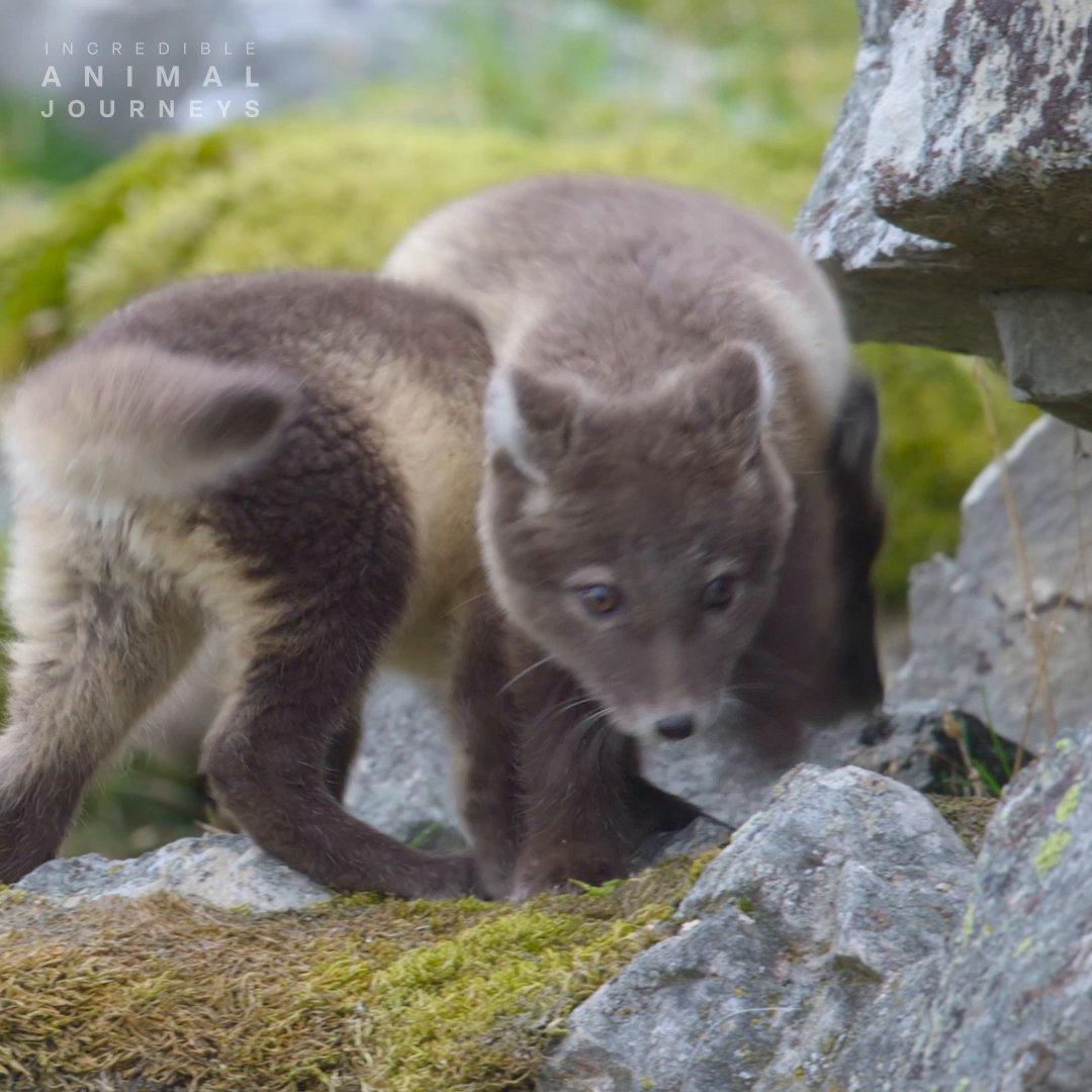 He’s not just hunting, he’s on a mission. Arctic fox dads don’t do half measures when the pups are hungry 🦊 #IncredibleAnimalJourneys is now streaming on Disney+.