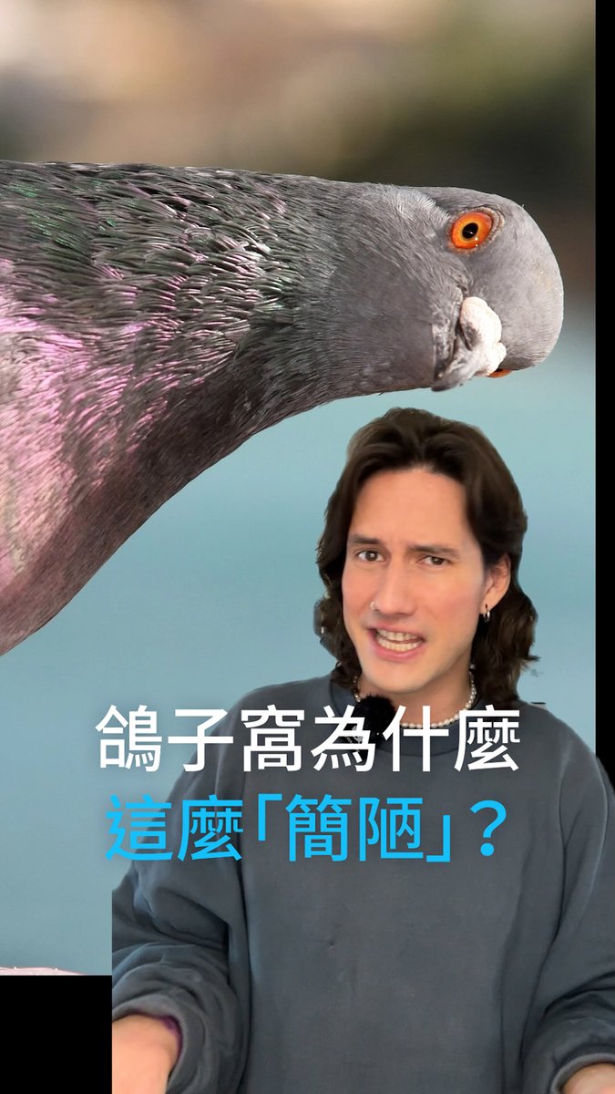 【为什么鸽子窝看起来如此“简陋”?】 网络上有不少嘲笑鸽子窝简陋的梗图。但事实是,鸽子并非懒惰,而只是……#dwscience #dwhealth #DW中文