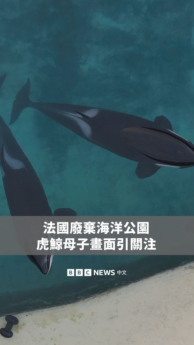 社交媒体倡议家塞夫·劳莱斯潜入法国南部的一个废弃海洋主题公园，记录一对被囚禁的虎鲸母子。 他捕捉到的它们无精打采地漂浮在水中，甚至还疑似为了食物而向劳莱斯进行一场“表演”。该影片迅速走红，至今已被观看超过3300万次。 该公园于2025年1月起，因法国动物虐待法律的变更而关闭。他们表示这些虎鲸得到了“良好的照顾”，但承认迫切需要将它们重新安置到西班牙另一个场馆。然而，该尝试被法国政府阻止，认为“不可能或不符合国家及协会的要求”。