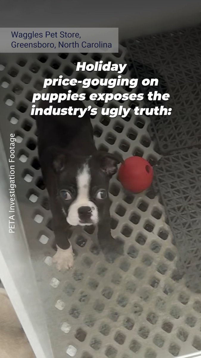 Pet stores shouldn’t turn living beings into holiday merchandise. PERIOD.