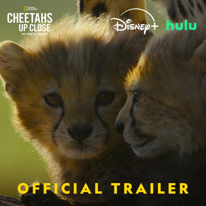 Think you know cheetahs? Think again. Join Bertie Gregory as he learns what the fastest land animal is really like. Cheetahs Up Close with Bertie Gregory premieres Thursday, Jan 1 at 9/8c on National Geographic. Streaming on Disney+ and Hulu.