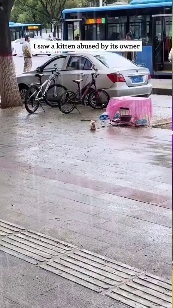 This man saw a kitten abused by his owner so he bought him with his own money and gave him the life he deserved 🥺