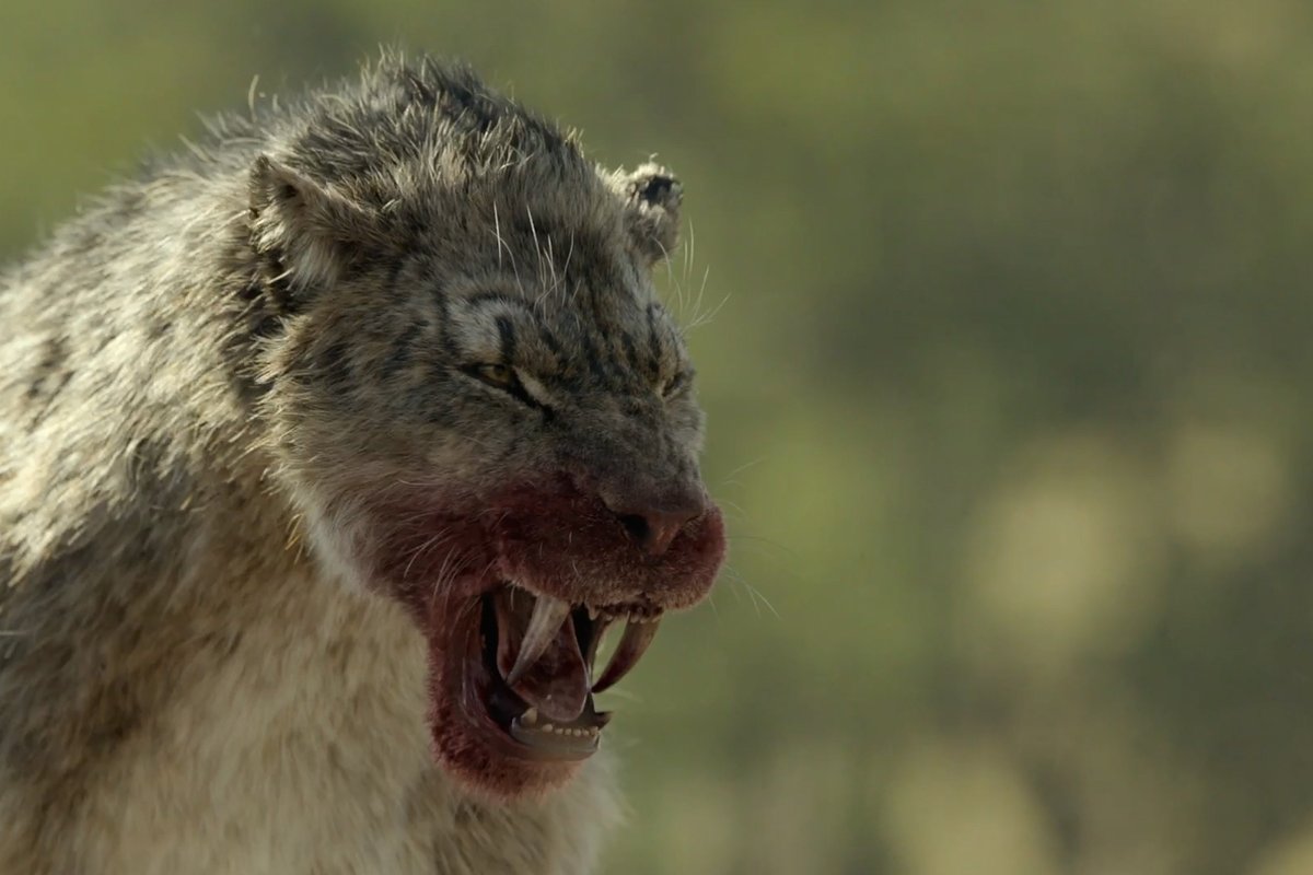Ten-foot otters vs. a scimitar-toothed cat. Welcome to lunch, 20,000 years ago. #PrehistoricPlanetIceAge — Now Streaming