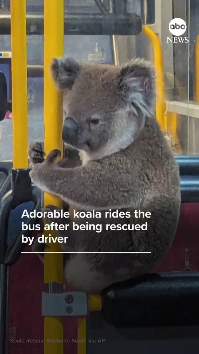 It was an ordinary bus ride – except for one furry passenger. In Brisbane, Australia, a koala named Peri embarked on a once-in-a-lifetime trip before being released safely into the wild.