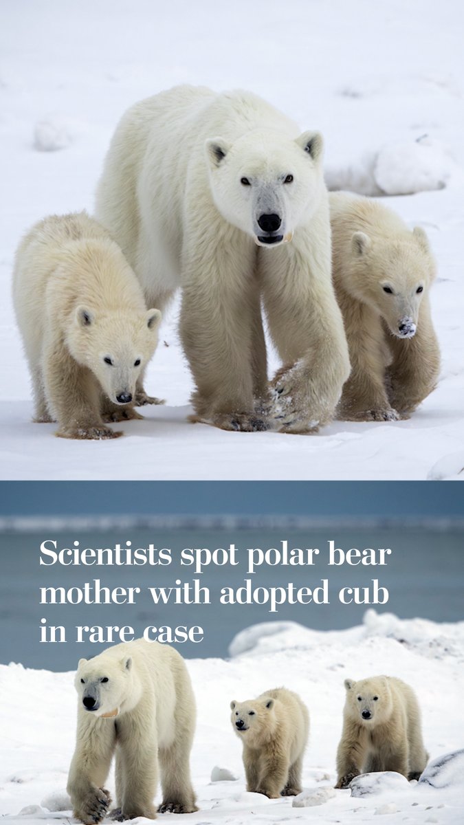 Scientists in Canada discovered a polar bear mother took in another cub as her own. Experts say cases of cub adoption among polar bears are โrelatively infrequent.โ Read more:
