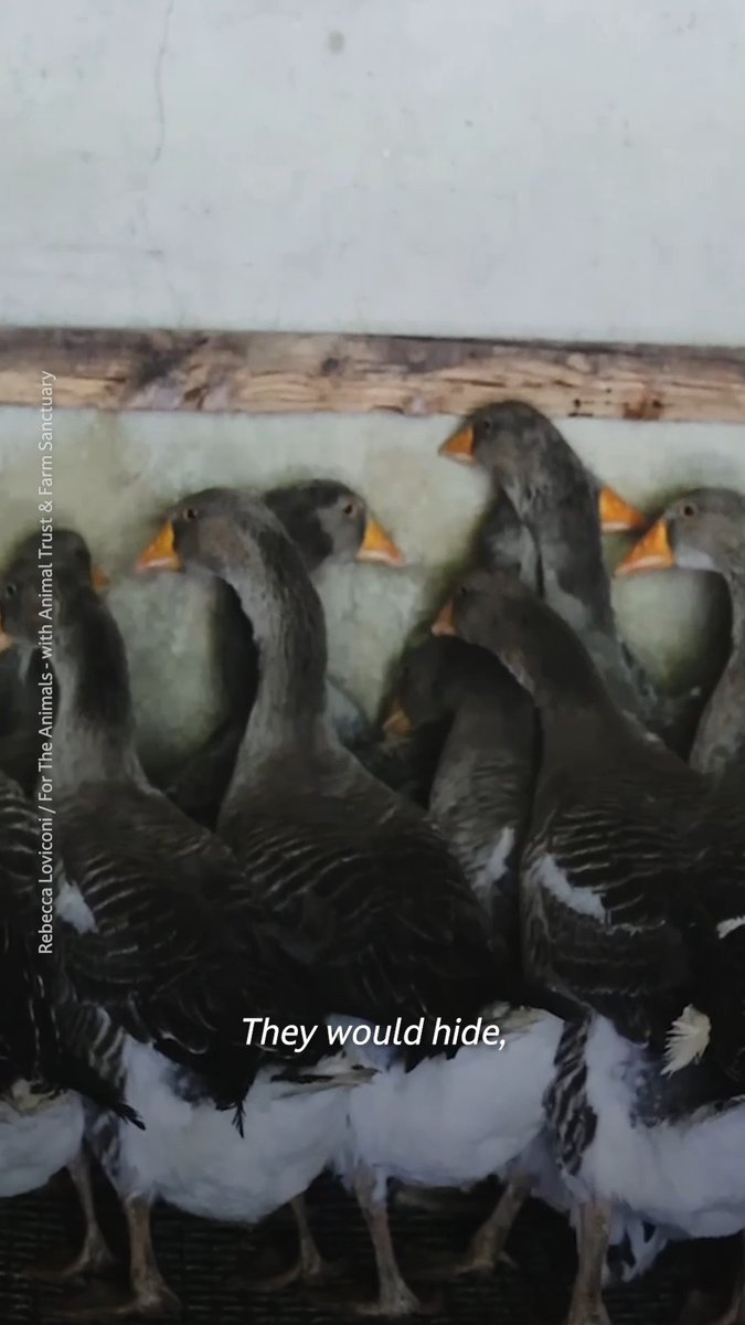They don’t know why this is happening, they only know fear & suffering 😞 This animal defender documented what she saw inside foie gras farms in France. Geese don’t get a choice—but you do. Rebecca Loviconi / For The Animals - with Animal Trust & Farm Sanctuary (Oct. 2025, France)