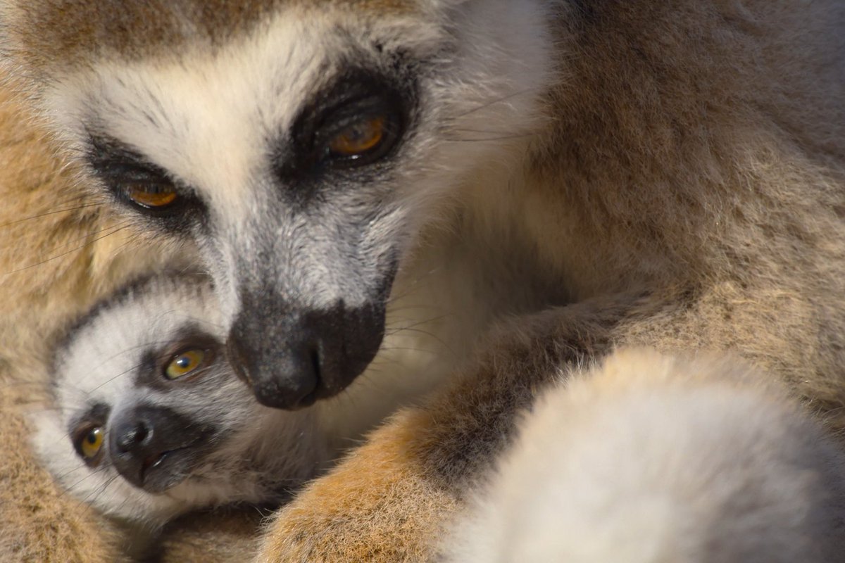 A new hope for lemurs and the entire world. #BornToBeWild — Now Streaming