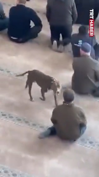 Kocaeli'de cuma namazı öncesi bir camiye başıboş pitbull girdi. Cami içinde dolaşan ve tedirginliğe neden olan köpek, dışarıya çıkarıldı.