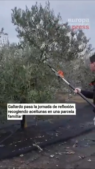 El imputado socialista Miguel Ángel Gallardo hace como que recoge aceitunas el día antes de las elecciones en Extremadura. No hay nada como necesitar votos desesperadamente para que el amiguito de David Sánchez doble un poquito el lomo ante la cámara.