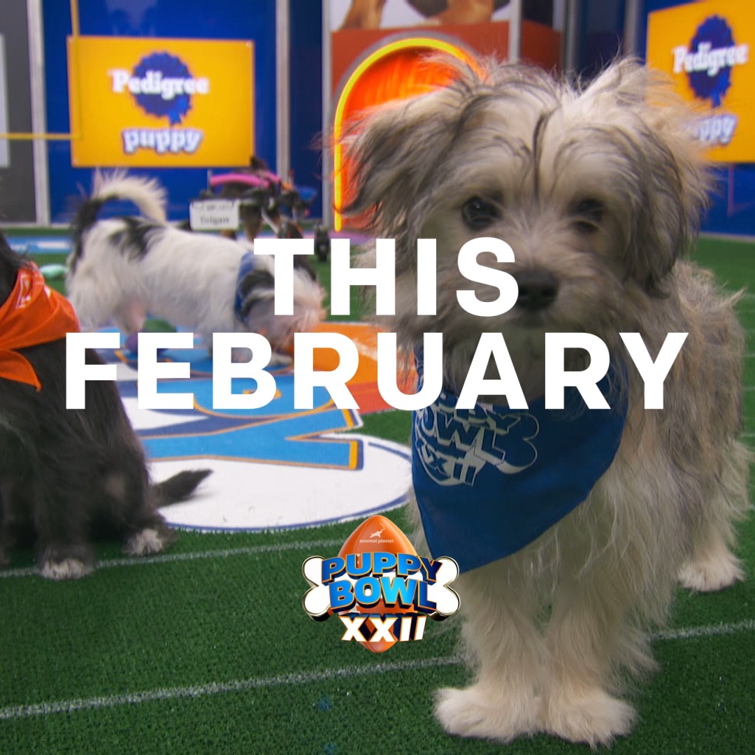 Clear eyes, full hearts, can’t stop barking. 😍🏈 Meet the cutest rookie class yet when #PuppyBowl is BACK Sunday, Feb 8 at 2p ET | 11a PT on Animal Planet. Keep your eyes peeled, scouting reports coming soon 👀