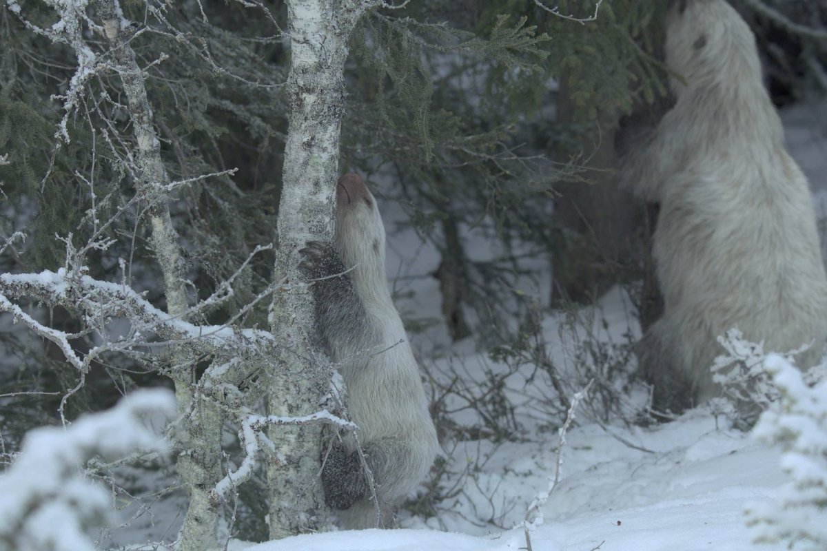 What goes up, must come down. #PrehistoricPlanetIceAge — Now Streaming