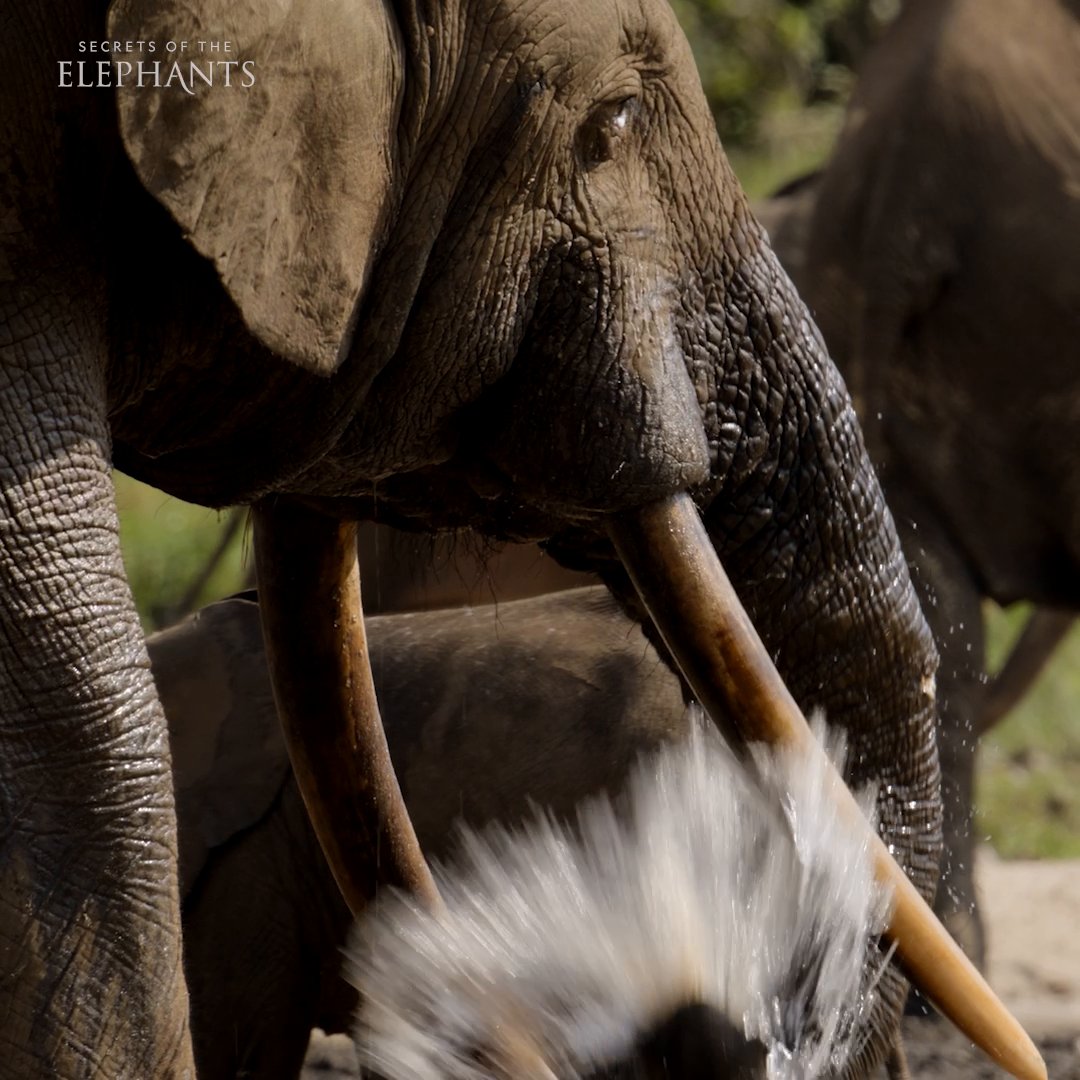 In the rainforests of the Congo Basin, elephants push through the brush, forming a network of trails that lead them to vital food and water sources. #SecretsOfTheElephants is streaming on Disney+ and Hulu.