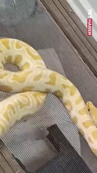 Burdur'da bir evde; burma pitonu, kırmızı kuyruklu boa yılanı, tarantula örümcek, kertenkele ve pitbull ele geçirildi.