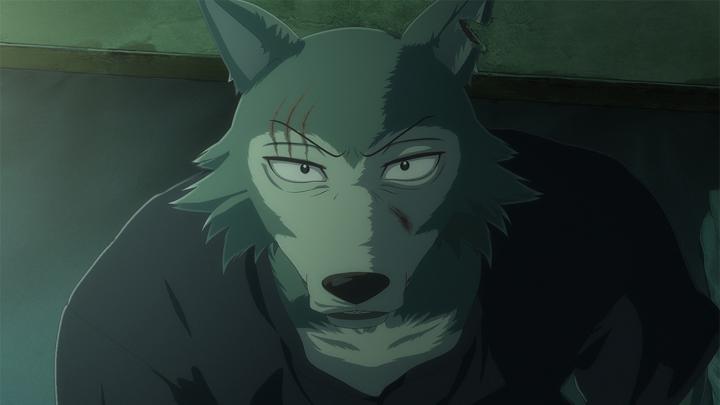Legoshi & Haru, une dernière fois. La saison finale (partie 2) de BEASTARS, en mars 2026.