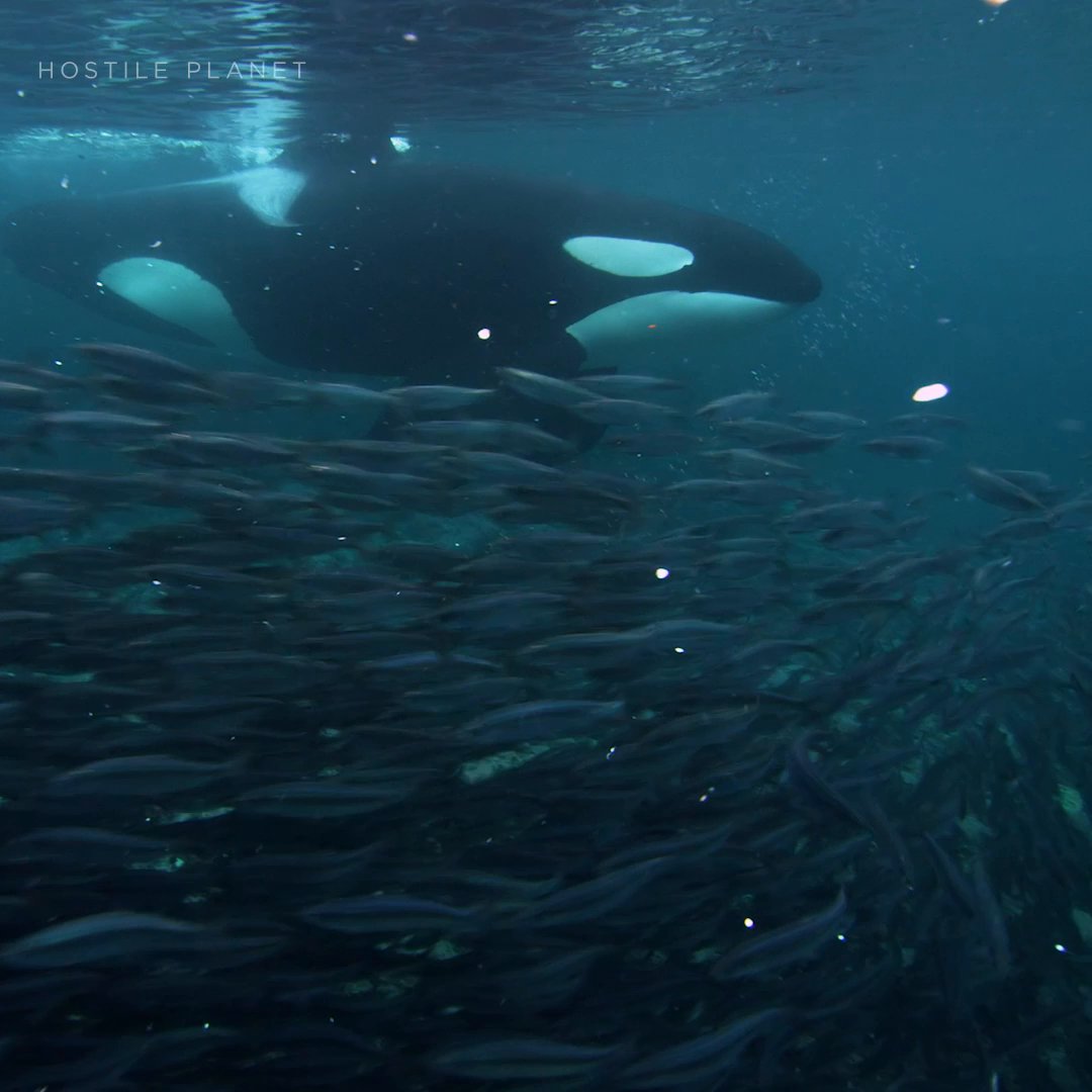 Orcas are all about working smarter, not harder, as they coordinate in their pods to corral and stun their prey. #HostilePlanet is streaming on Disney+.