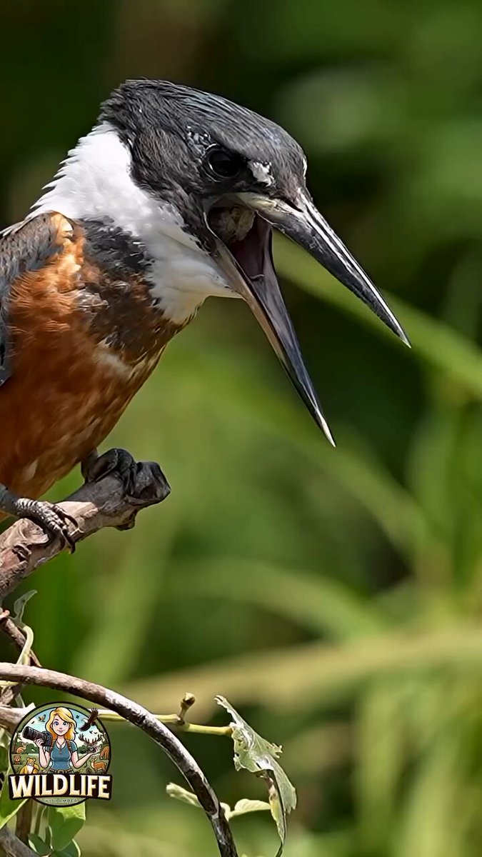 Ringed kingfisher regurgitating pellets of indigestible scales and bones. [📹Amber Favorite]