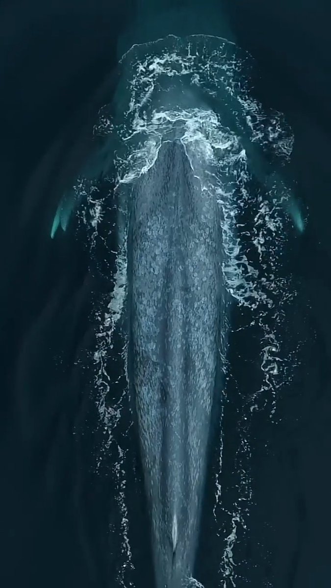 A blue whale, the largest animal ever to have lived, viewed from above. 📽: Delaney Trowbridge