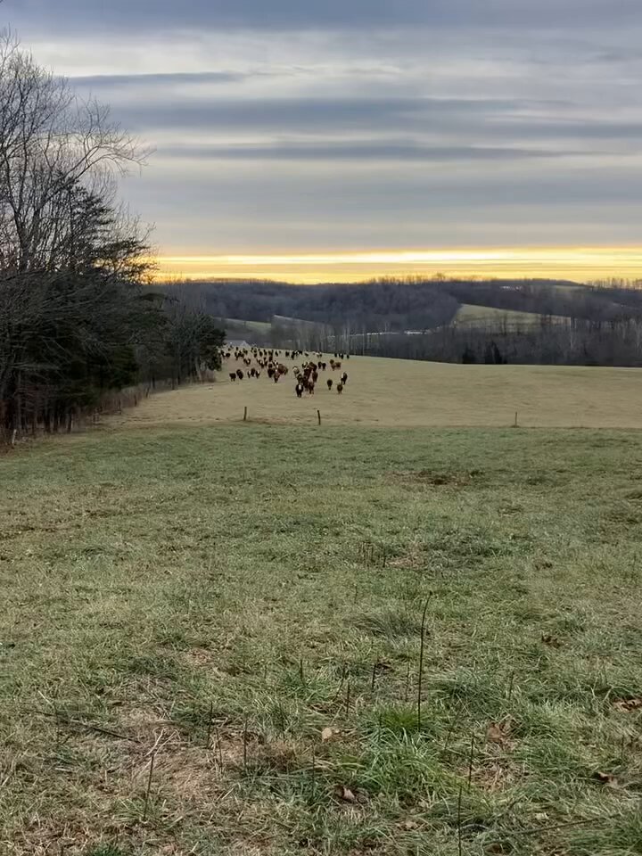 Here come the cows! 🐄🐄