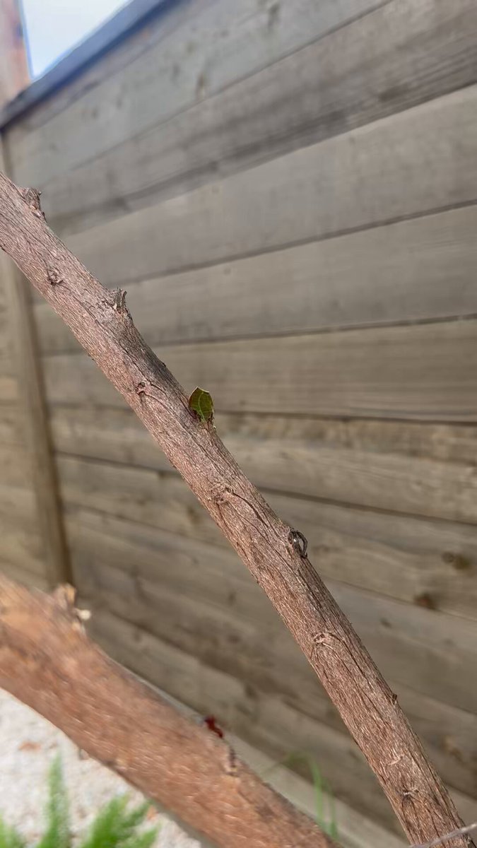 🚨EXCLUSIVE🚨 I’ve found ants in my backyard breaking down the leafs from a tree and bringing it down the tree. I’ve never seen anything like this before. I’ve infiltrating the ant family to find out what they’re doing with all these leafs. Will follow up with report shortly. SIDE NOTE, I don’t get out much apparently!