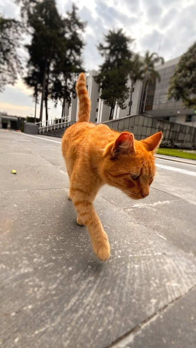 En la Cámara de H. Cámara de Diputados desde hace años conviven decenas de gatitos. Con material reciclable se les construyen refugios y se les brindan agua y alimento. Son parte de la vida cotidiana de nuestra institución. Cuidar a los animales es un deber ético.