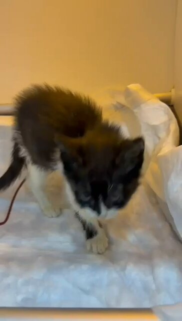 Bu kedimizin bütün kardeşleri ölmüş bunuda halsiz yatarken farkettik ,veterinere gitti ve PERLÖKOPENİ ( kedi gençlik hastalığı) teşhisi koyuldu:( Acil ön müdahaleden sonra kan nakli yapıldı halen klinikte tedavisinin devam etmesi için acilen 15.750 TL ye ihtiyacımız var🙏