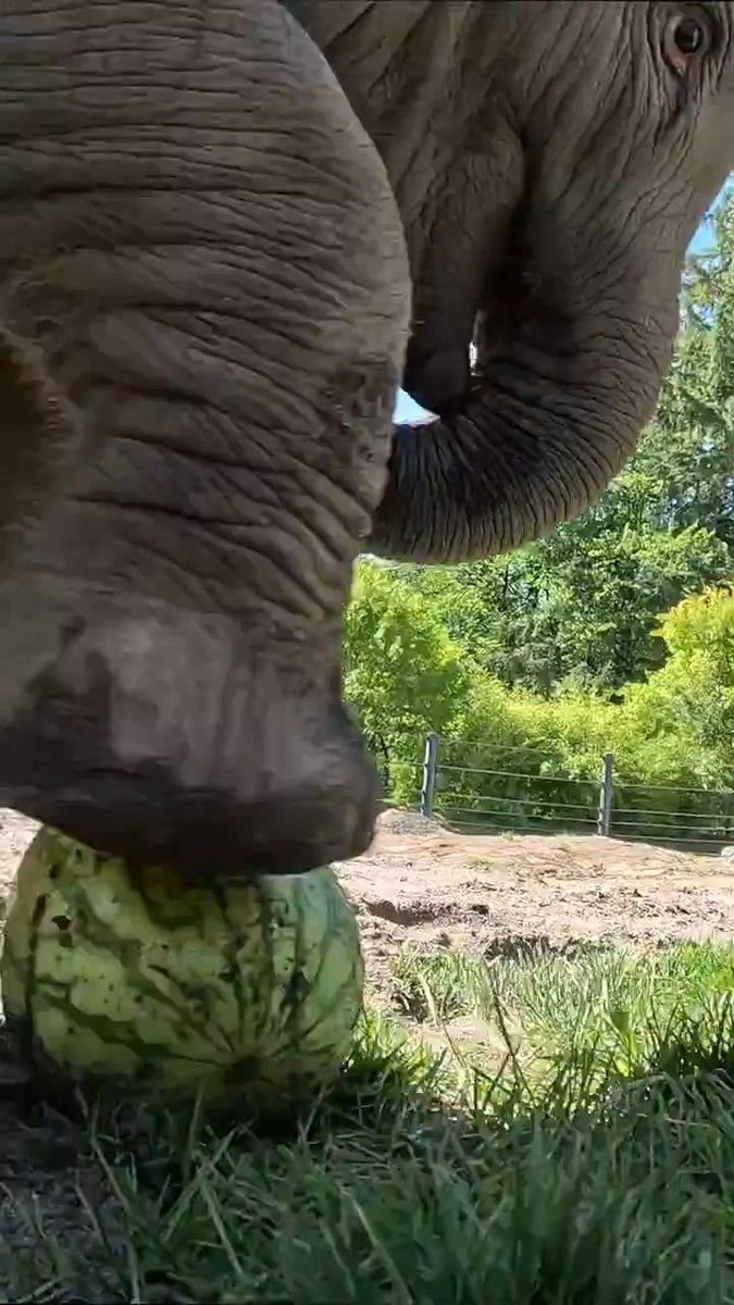 having a ball on tiny trunk tuesday