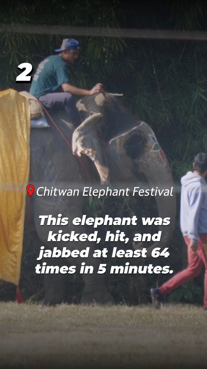Fun and games shouldn’t look like this. Elephants forced to participate in the Chitwan Festival are chained, beaten, deprived of everything natural to them, and constantly threatened with violence. Help us urge U.S. Embassy Nepal to end these cruel games!