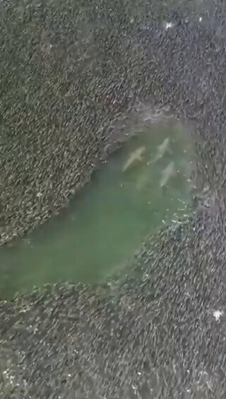 4 sharks vs thousands of fish