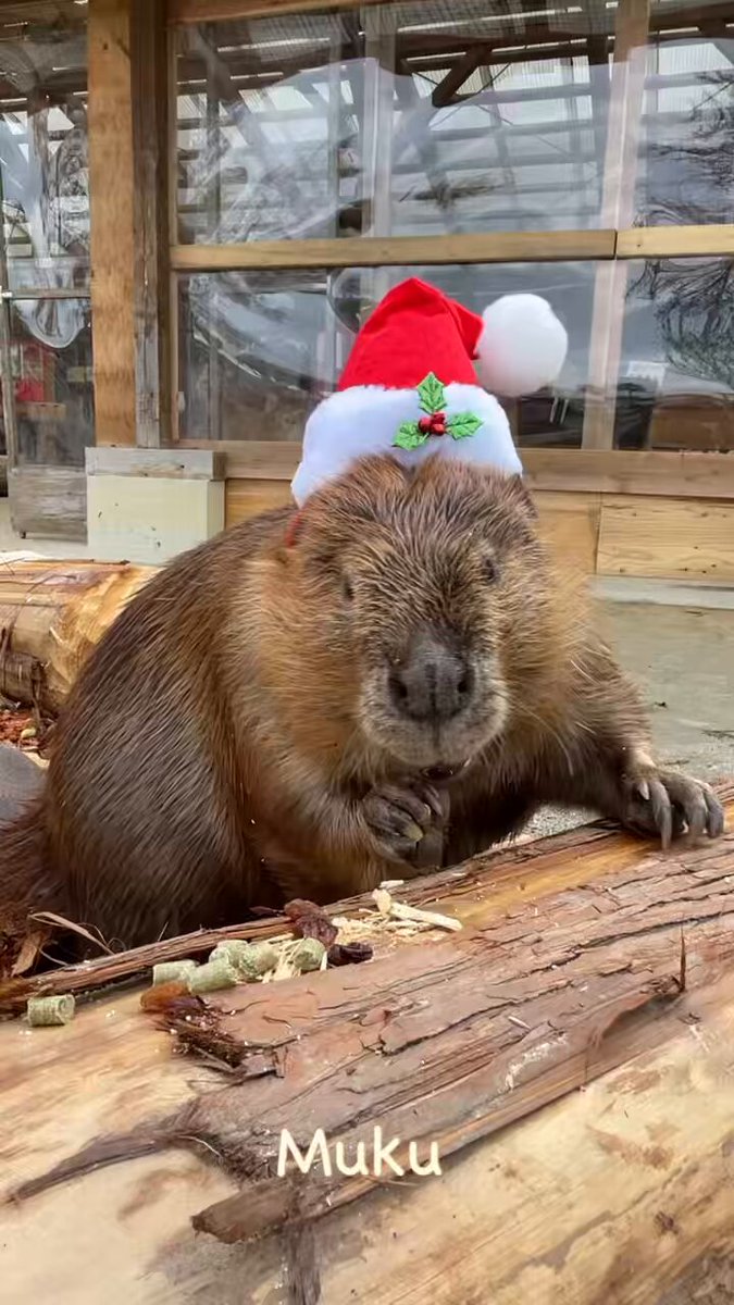 🦫🎄Merry Christmas🎄🦫 #トリアスふれあい動物園 #アメリカビーバー #ビーバー #BEAVER 2025.12.24