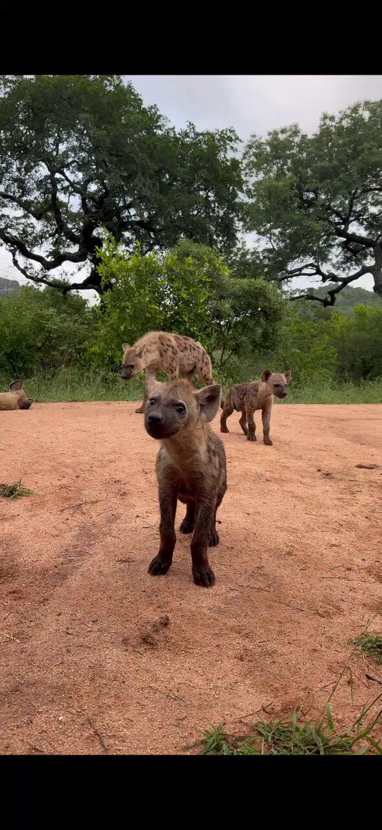 When a hyena play date is ruined by a pack of wild dogs!