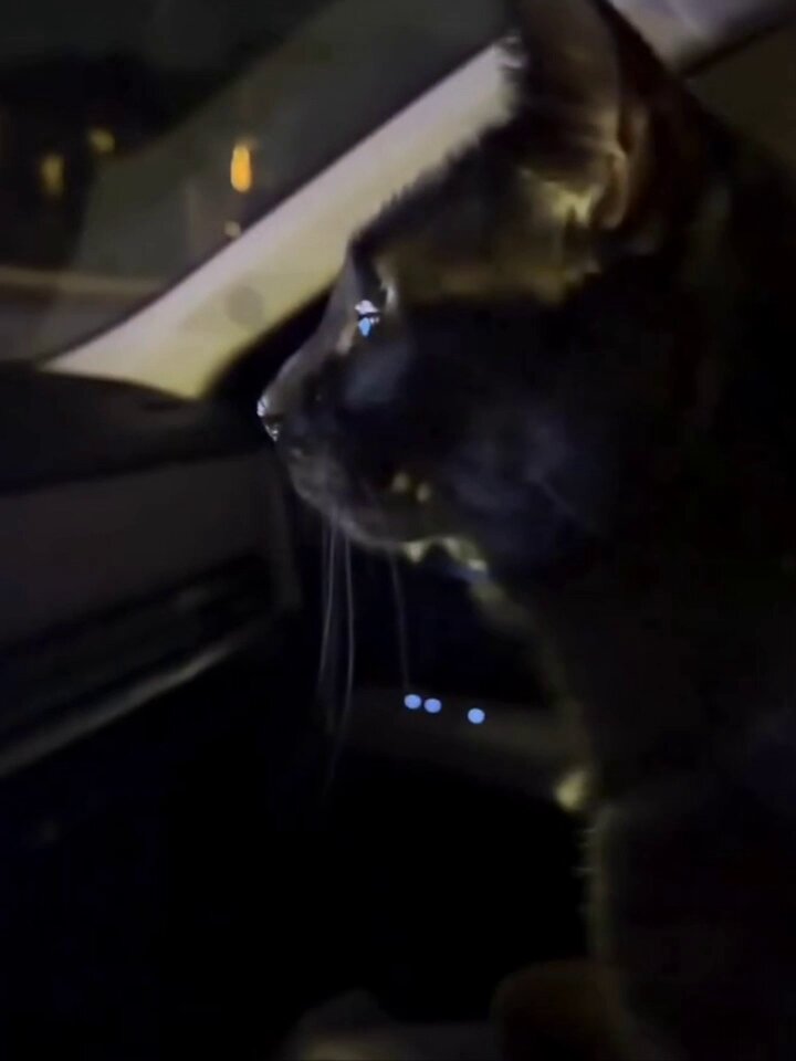 This woman took her cats to see Christmas lights and they were flabbergasted