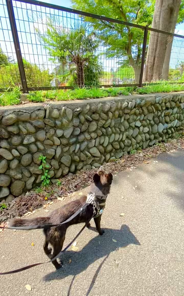 甲斐犬は武士みたいだとよく言われますが この身のこなしを見るたびに 忍者っぽい気もします🥷