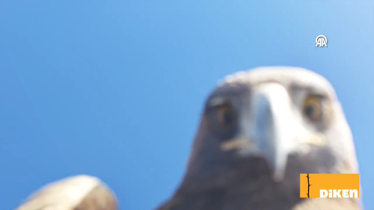 Tunceli'de bir kartal, dronu havada kaptı