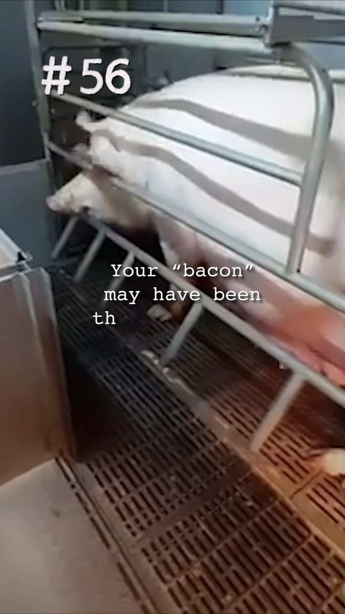 Christmas morning shouldn’t start with cruelty. Skip the bacon, because no mother should spend her life in a cage.