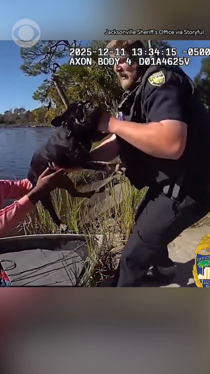 Fishermen were called into action after the Jacksonville Sheriff’s Office was alerted to a French bulldog in distress in the Ribault River on December 11. After Jacksonville sheriff's department officers were called to rescue a French bulldog who was “stranded on a small island in the marsh, cold, wet, and unable to get back on his own,” they asked two nearby fishermen for their help. "Within moments, the fishermen used their boat to reach the island, safely bring the Frenchie to shore,” the department said. The dog was taken to Animal Care and Protective Services and was named Porky. According to ACPS, Porky already has a new family lined up.