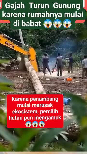 Dan Gajah Gajah itupun marah... Karena Kalian Rusak Habitatnya... => Hutan Sumber Kehidupan<=
