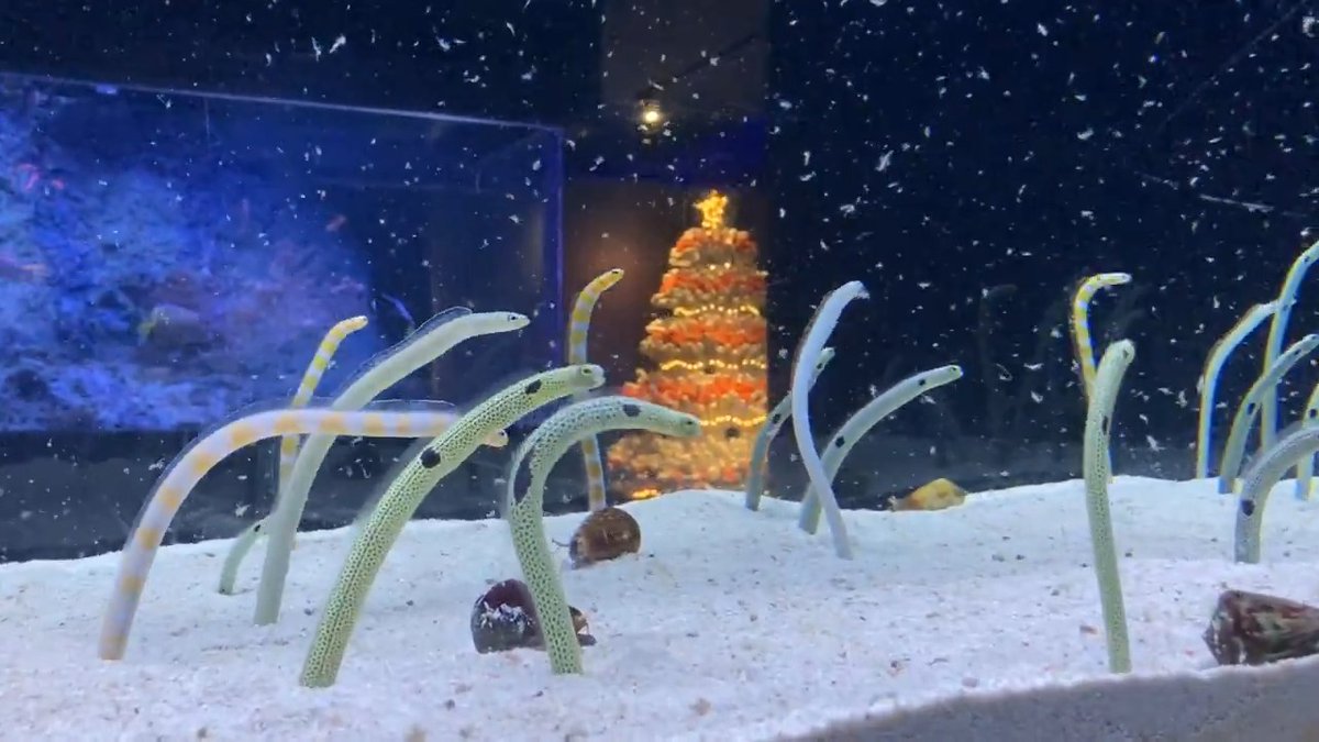 \ 🎅#MerryChristmas 🎅/ ホワイトクリスマス!?チンアナゴのゴハンタイム☃️❄️ 素敵な #クリスマス をお過ごしください✨