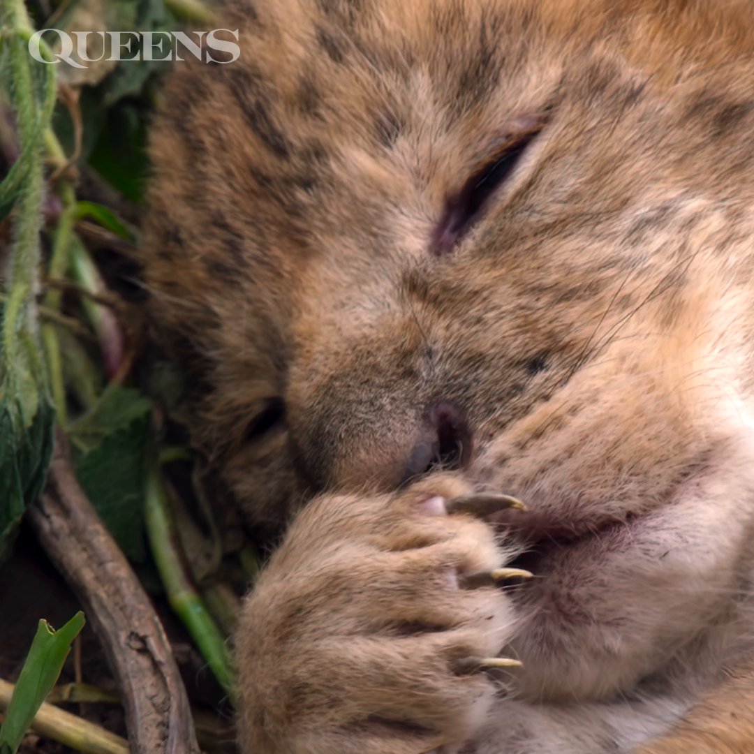 Lion cub roars are unmatched 🦁💛 These little cubs are just getting started, and as they grow, so will their roar. For males, that mighty sound could one day travel up to five miles across sub-Saharan Africa. #NatGeoQueens is now streaming on Disney+.