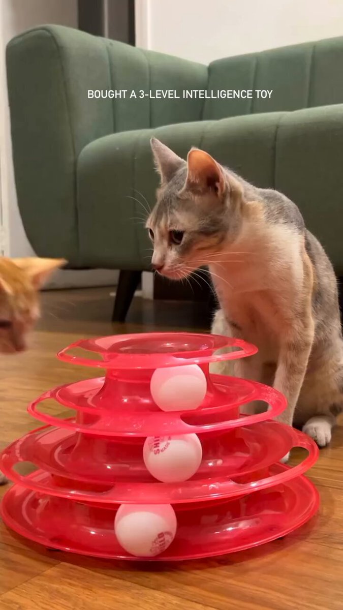 orange cat activities 🍊