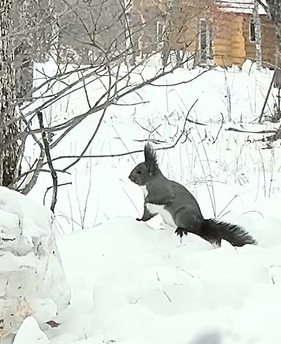 白い地吹雪を横切って飛んだ黒い影 冬毛のエゾリスでした。 ふさふさの耳毛が今日の強風にあおられて、さすがに寒そう。 たくましいよね🥹 #弟子屈町