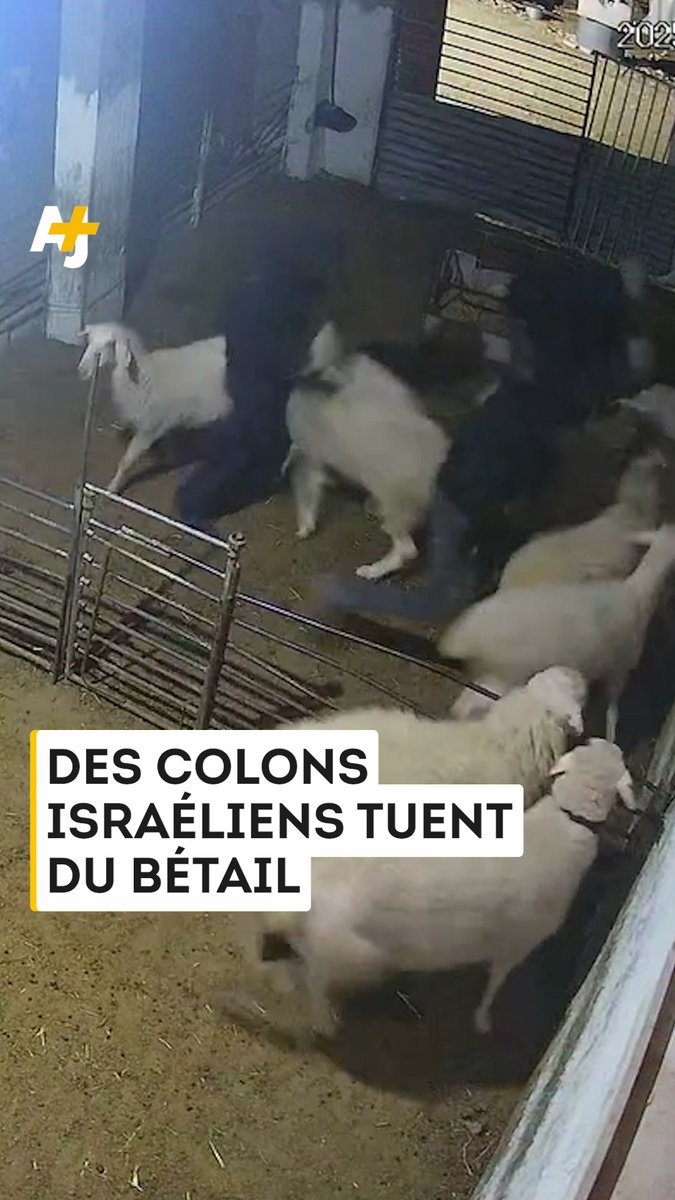 Des colons israéliens ont attaqué une bergerie en Cisjordanie occupée. Ils ont tué des animaux et blessé des Palestiniens.