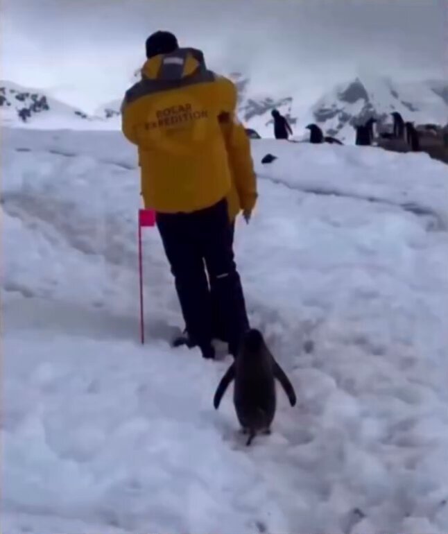 Penguin patiently waited for humans to move out of the way