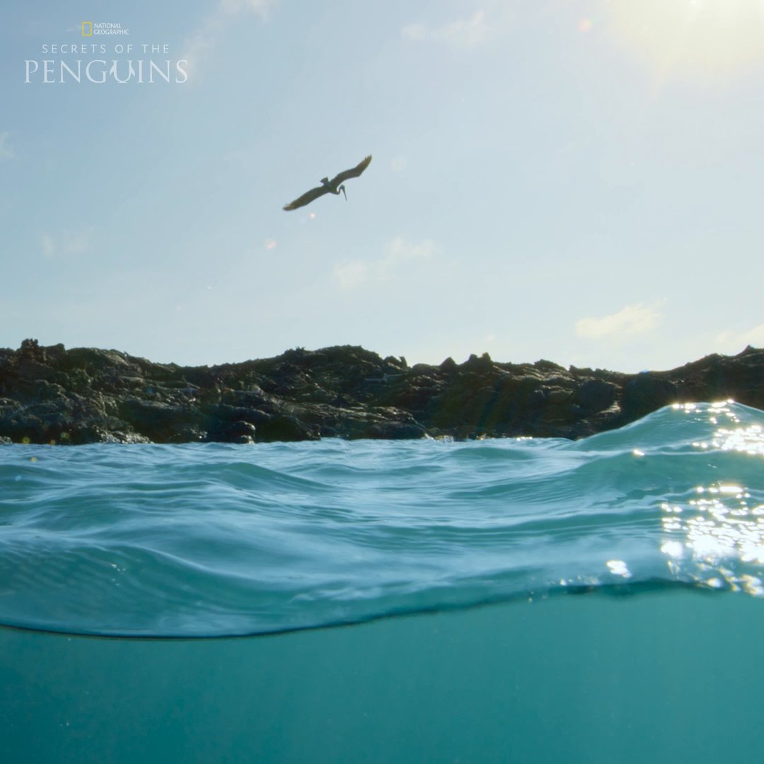 Galápagos penguins are all about working smarter, not harder. For generations, they've taught their young to watch pelicans diving for food, so they can sweep in at the last second for an easy meal. #SecretsOfThePenguins is now streaming on Disney+ and Hulu.